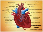 Heart Blood Circulation Editable Template