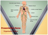 Lymphatic System Editable PowerPoint Template