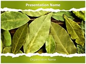 Bay Leaves Editable PowerPoint Template