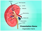 Nephrology kidney Editable PowerPoint Template