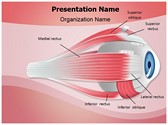 Ophthalmology Eye Muscles Editable PowerPoint Template