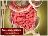 Intestinal Internal Organ Editable Template