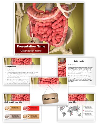 Intestinal Internal Organ Editable PowerPoint Template