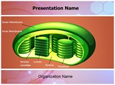 Photosynthesis Chloroplast Editable PowerPoint Template