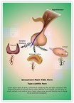 Hypothalamic Pituitary Axes Editable Template