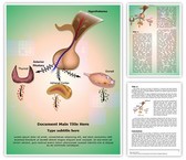 Hypothalamic Pituitary Axes Editable PowerPoint Template