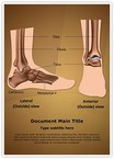 Metatarsal Ankle Joint