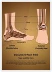 Metatarsal Ankle Joint Editable Template