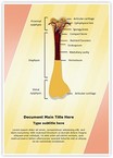 Bone Structure Editable Template