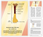 Bone Structure Editable PowerPoint Template