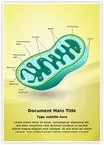 Eukaryotic Mitochondrion Organelle