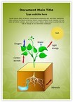 Plant Schematic Photosynthesis