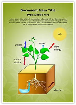 Plant Schematic Photosynthesis