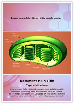 Photosynthesis Chloroplast