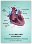 Cardiovascular Anatomy Ventricle Editable Template