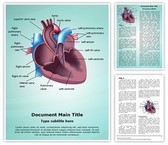 Cardiovascular Anatomy Ventricle Template