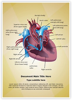 Cardiovascular Blood Pathway