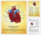 Heart Blood Circulation