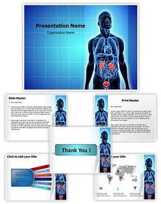 Urinary System Editable PowerPoint Template