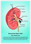 Nephrology kidney Editable Template