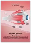 Ophthalmology Eye Muscles