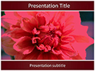 Dahlia Flower Editable PowerPoint Template