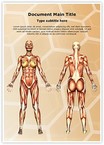 Women Muscular Anatomy