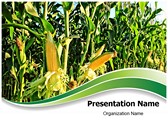 Corn Field Editable PowerPoint Template