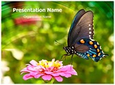 Butterfly Nectar Editable Template