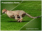 Cheetah Editable PowerPoint Template